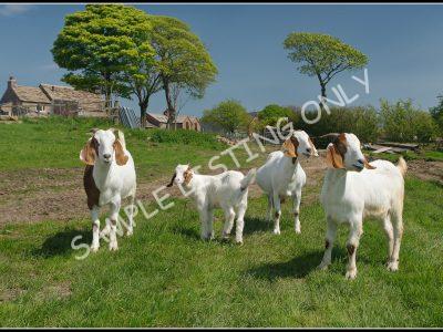 Ethiopian Live Boer Goats