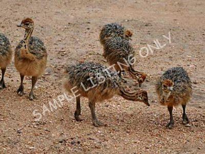 Ethiopia Ostrich Chicks