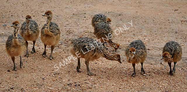 Ethiopia Ostrich Chicks