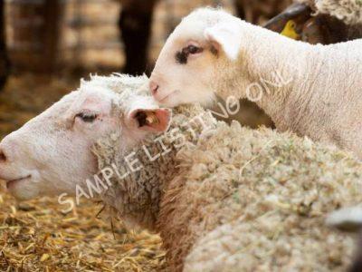 Healthy Ethiopia Sheep