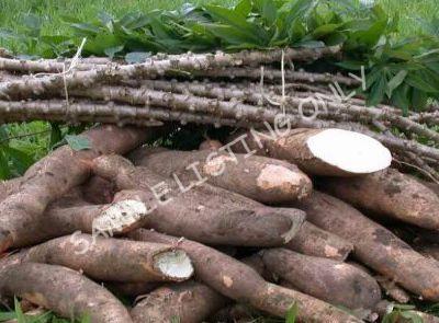 Fresh Ethiopia Cassava