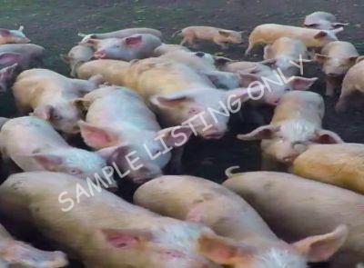 Ethiopia Healthy Pigs
