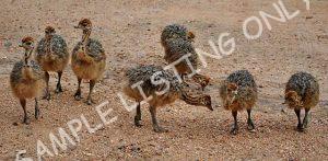 Ethiopia Guinea Fowls